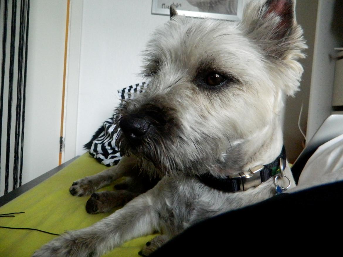 Cairn terrier Otto billede 12
