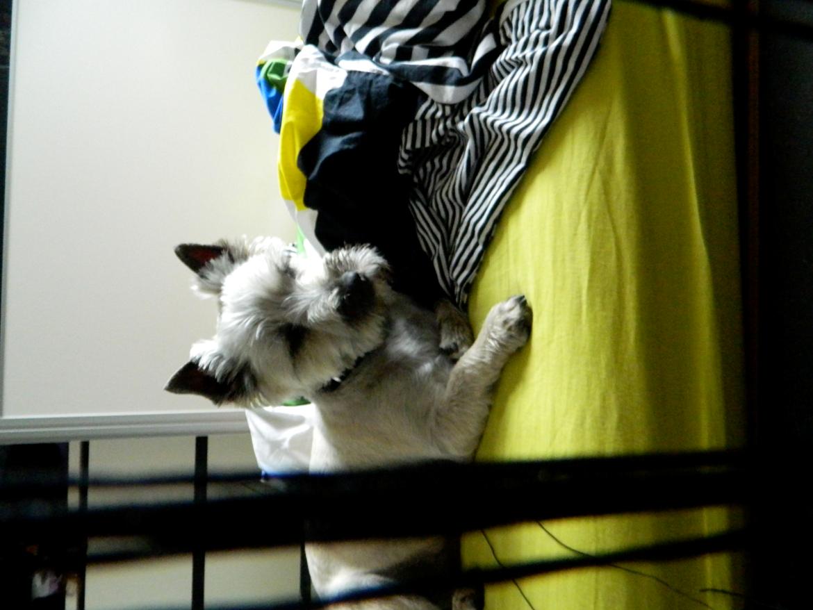 Cairn terrier Otto - Jeg elsker det bare.. billede 11