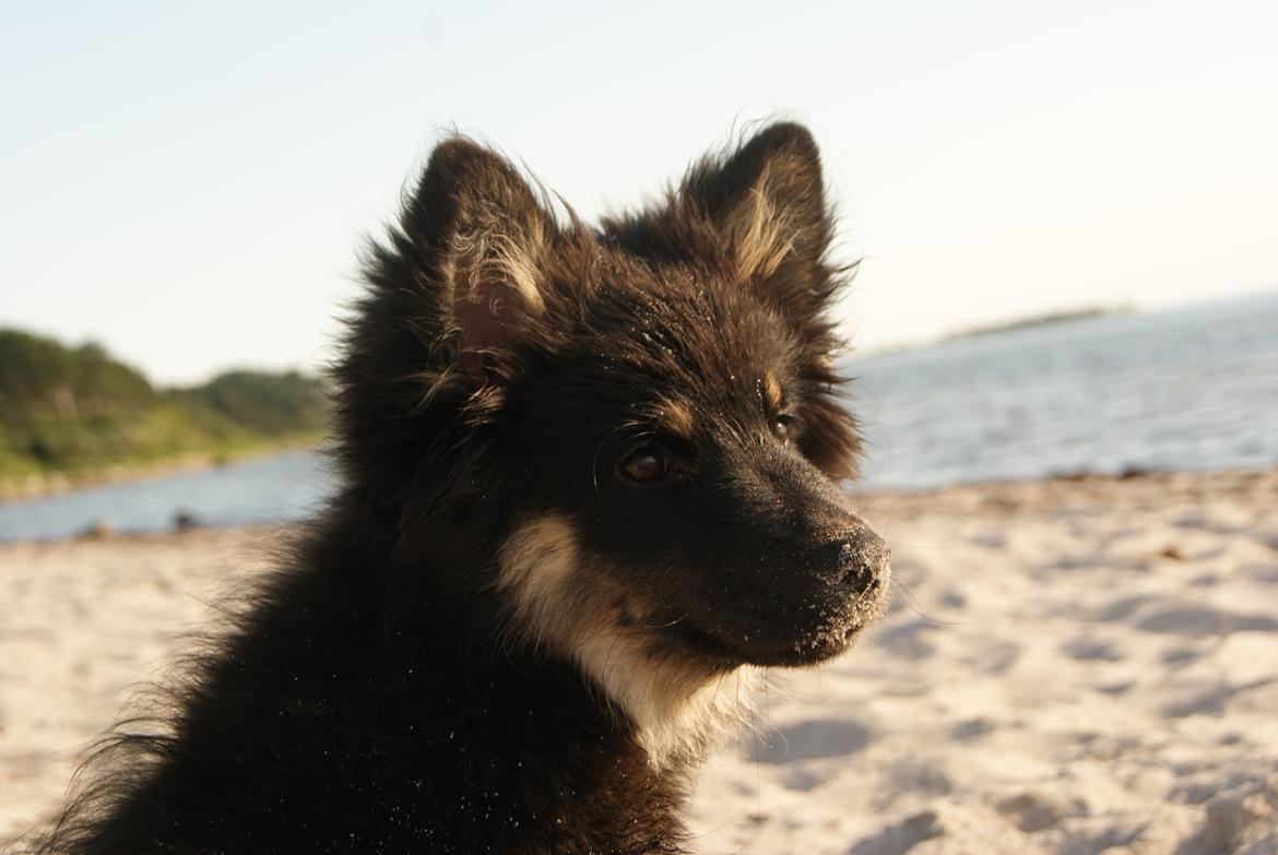 Finsk lapphund Kello Ayla - Min smukke tøs ved vandet for første gang ! :D Det klarede hun godt, på trods af de farlige bølger og lyde :b billede 9