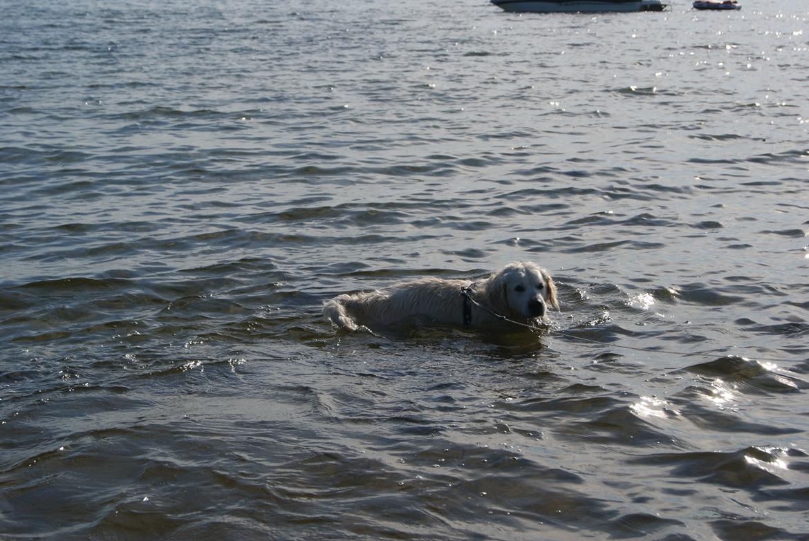 Golden retriever Balou - Luu luu tager sig lige en dukkert i det lune vand! :D  billede 17