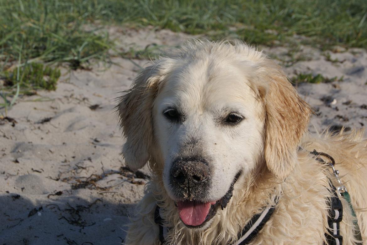 Golden retriever Balou - Min smukke dreng ved stranden 2012 :) billede 4