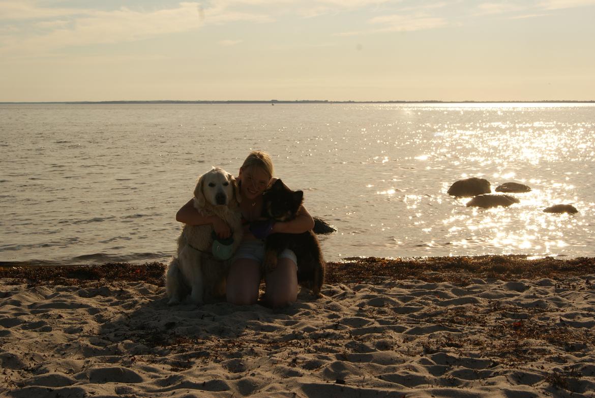 Golden retriever Balou - Jeg er den stolte ejer af 2 helt ubeskrivelige hunde <3 billede 18