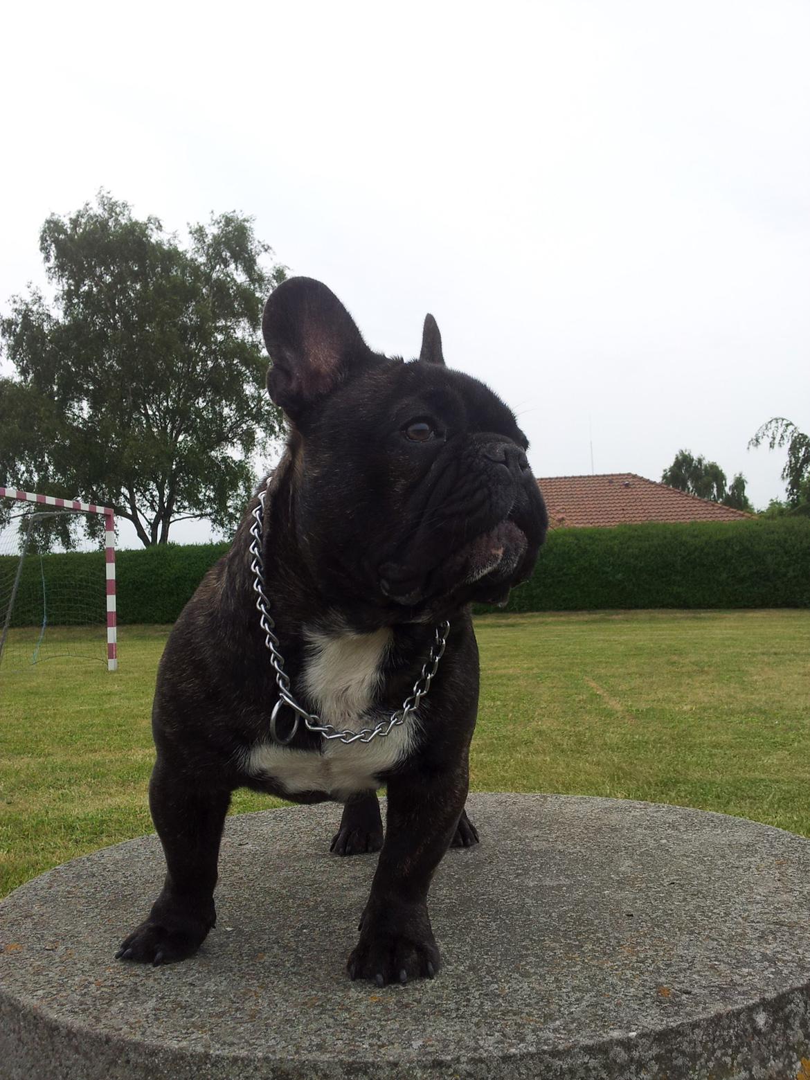 Fransk bulldog Arthur billede 1