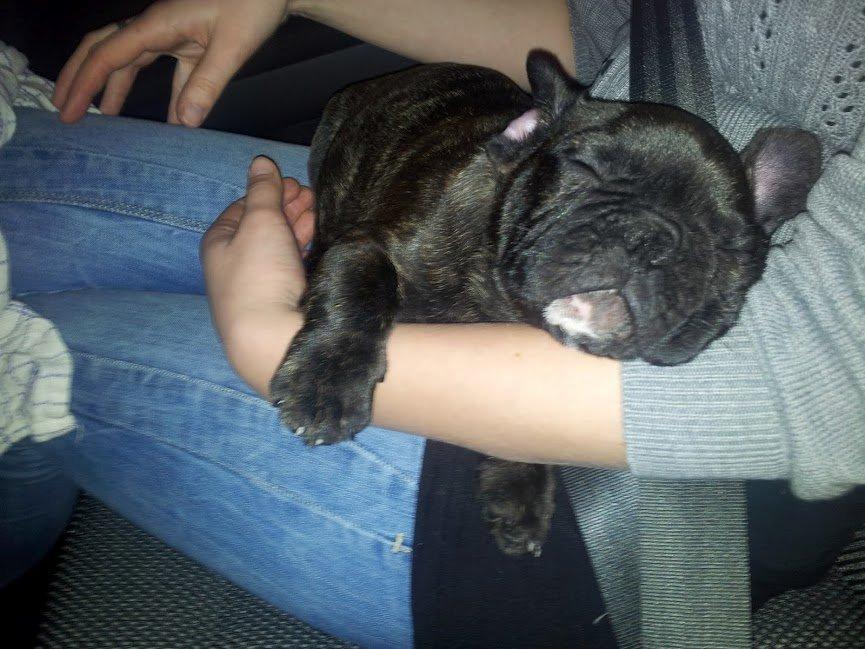 Fransk bulldog Arthur - Det allerførste billede af Arthur - På vej hjem i bilen. 
 billede 2