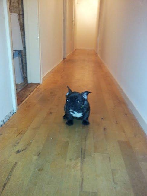 Fransk bulldog Arthur - Så skal huset lige inspiceres engang. :) billede 3