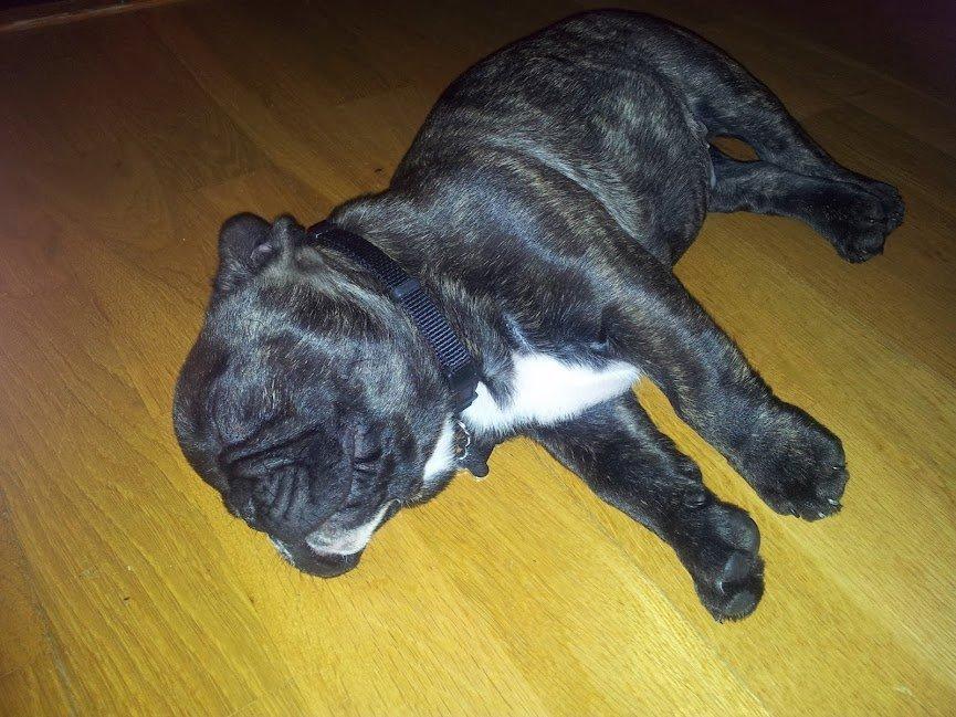 Fransk bulldog Arthur - Man kan jo blive træt :) billede 4