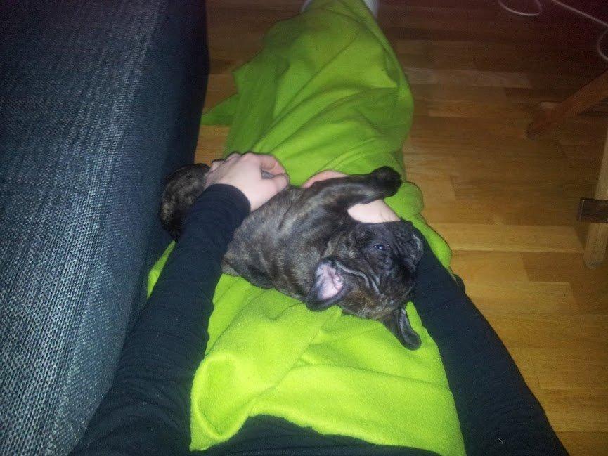 Fransk bulldog Arthur - Der var engang hvor han kunne ligge der.  billede 5