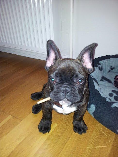Fransk bulldog Arthur billede 6