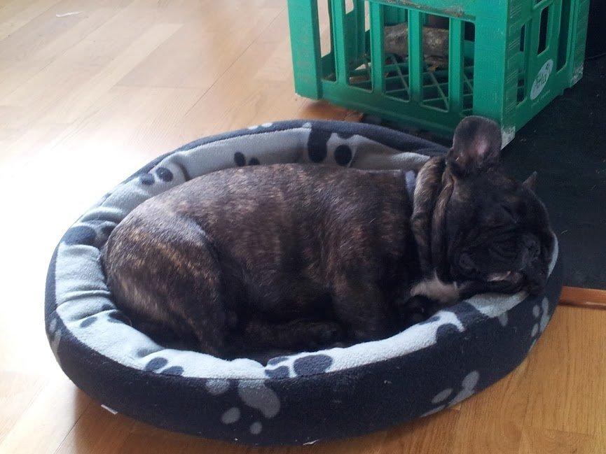 Fransk bulldog Arthur billede 7