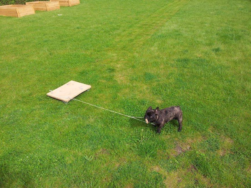 Fransk bulldog Arthur billede 8