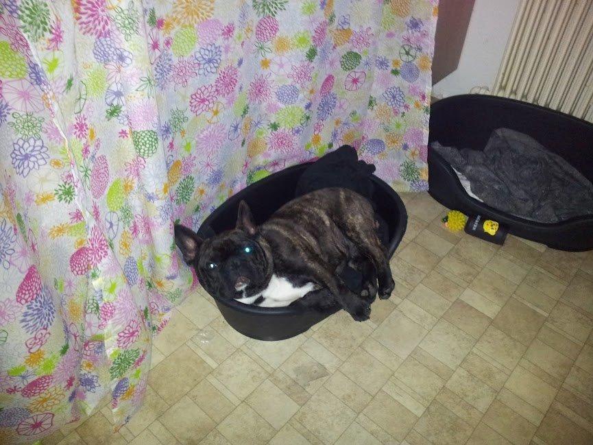 Fransk bulldog Arthur - Hvorfor tage den store kurv - Jeg kan da sagtens være i den lille stadigvæk..  billede 9