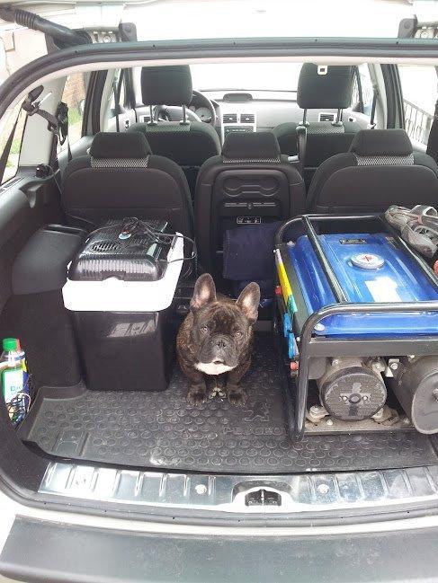 Fransk bulldog Arthur - Far - Jeg vil altså også med på tur med dig og drengene. :) billede 10