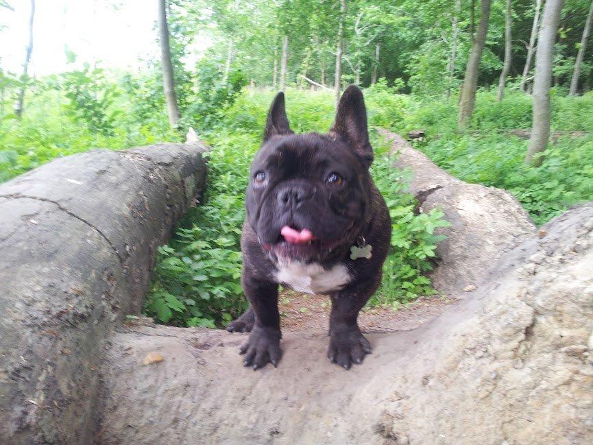 Fransk bulldog Arthur billede 11