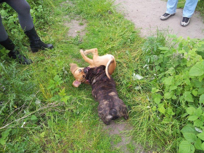 Fransk bulldog Arthur - Så skal der lige leges  :) billede 12