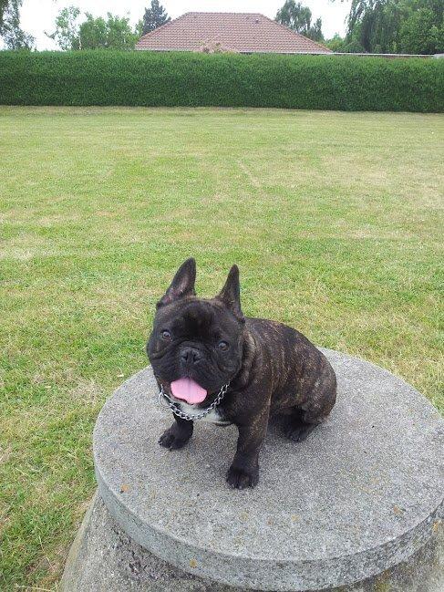 Fransk bulldog Arthur billede 13