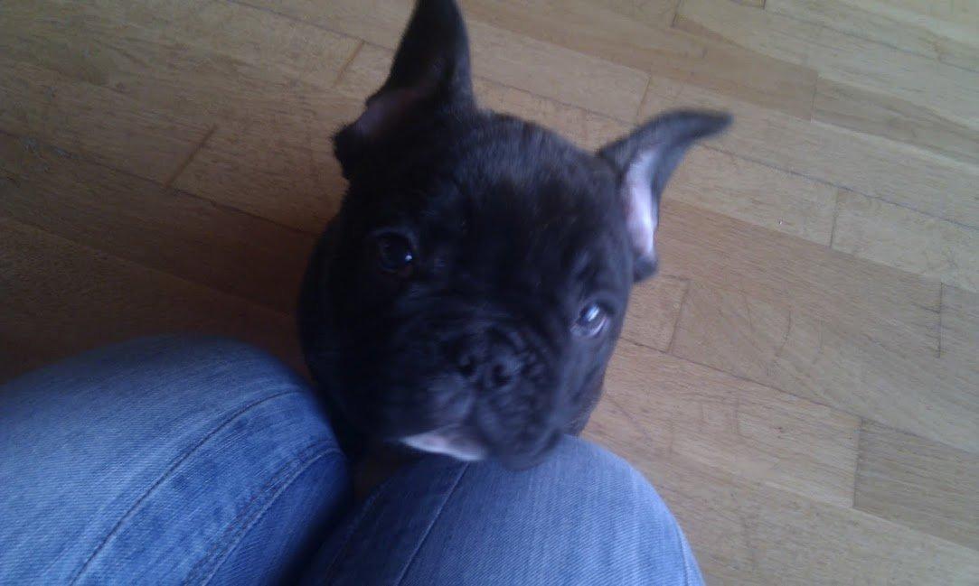 Fransk bulldog Arthur - Hej Mor :) billede 14
