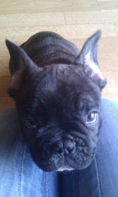 Fransk bulldog Arthur billede 15