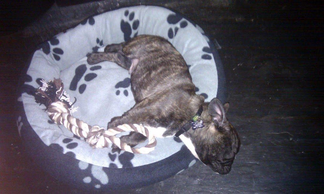 Fransk bulldog Arthur billede 16