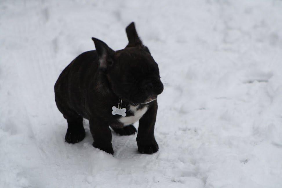 Fransk bulldog Arthur - Snevejr var en stor succes.  billede 17