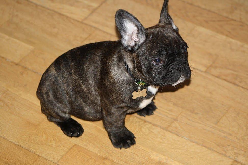 Fransk bulldog Arthur billede 18