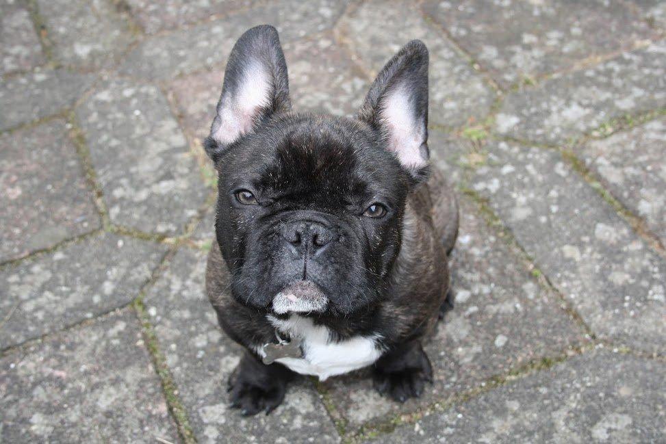 Fransk bulldog Arthur - Man kan da ikke andet, end elske mig ? billede 19