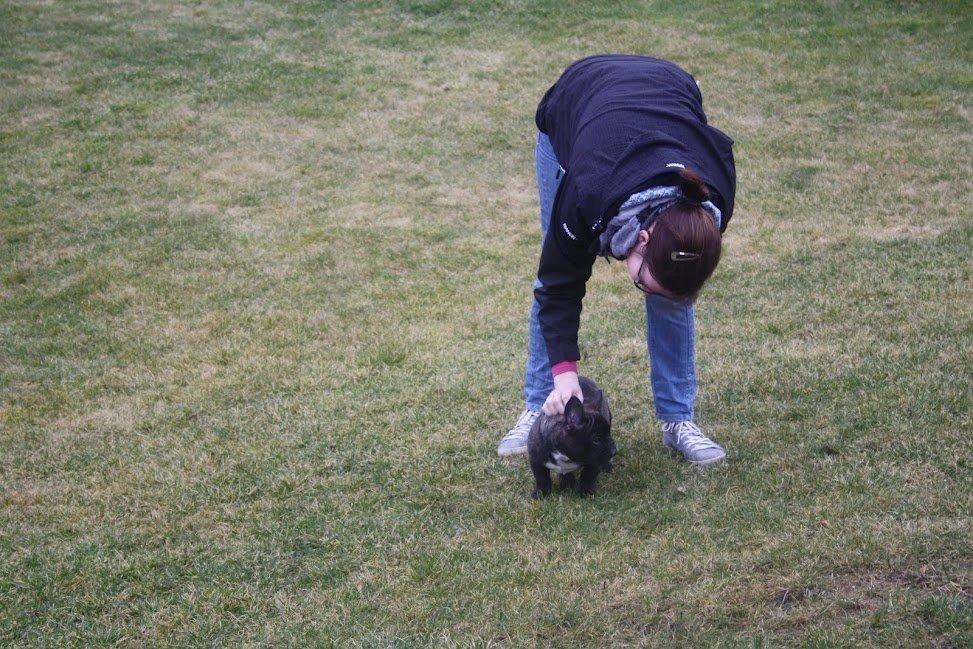 Fransk bulldog Arthur - Så skal der liges trænes lidt :) billede 20