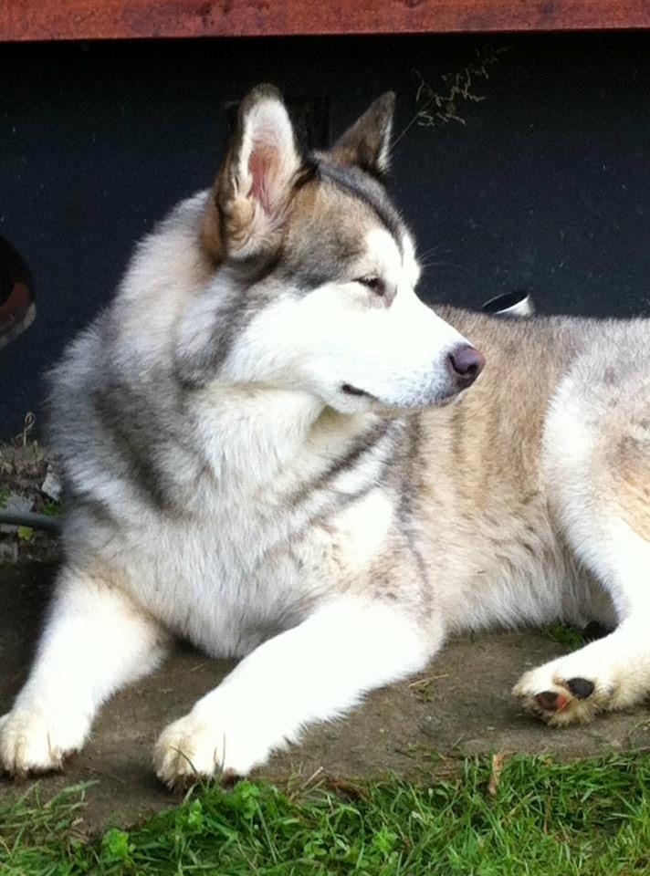 Blanding af racer .Shady billede 1