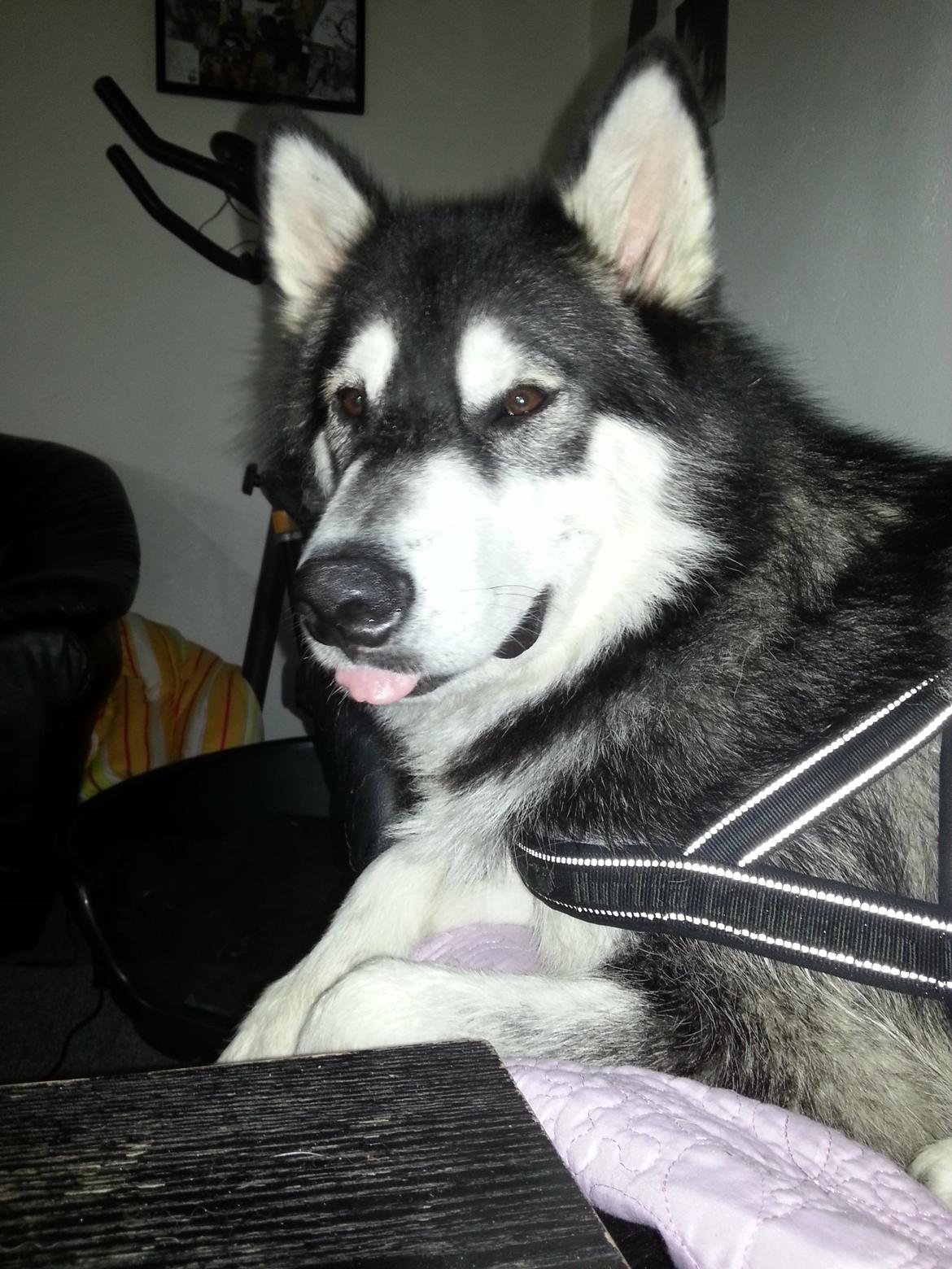 Alaskan malamute Laban billede 1