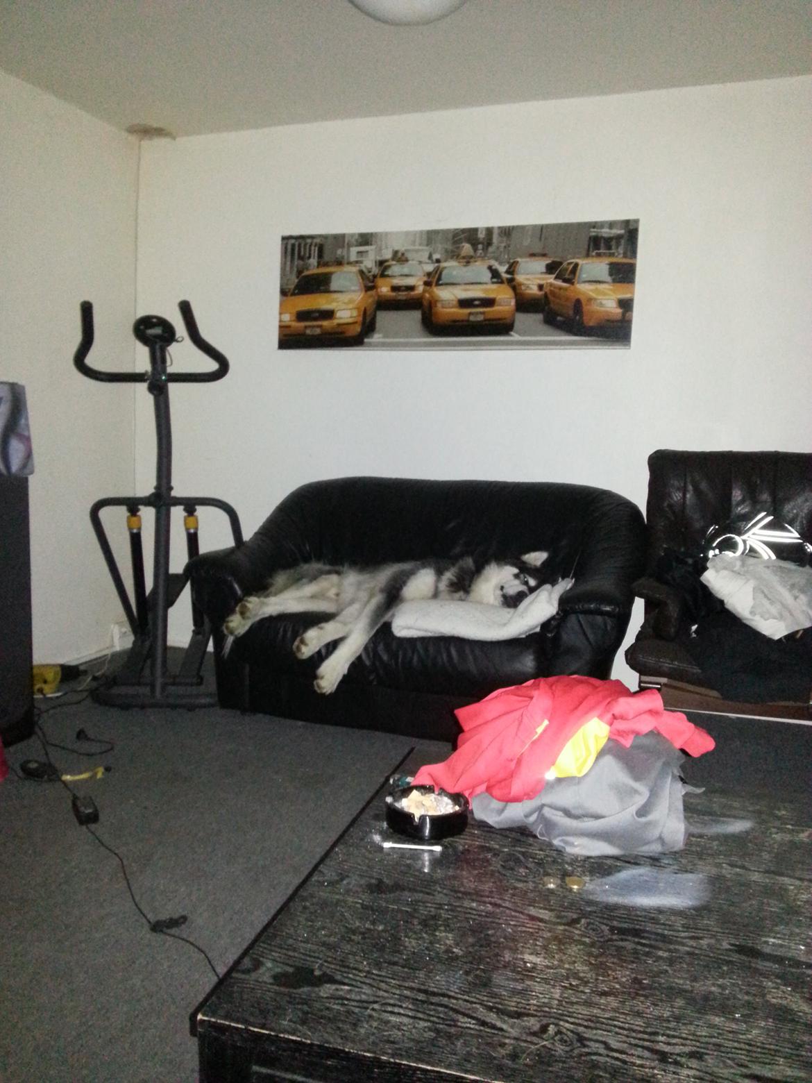 Alaskan malamute Laban - Jeg er træt, kan du ikk se det far !? billede 2