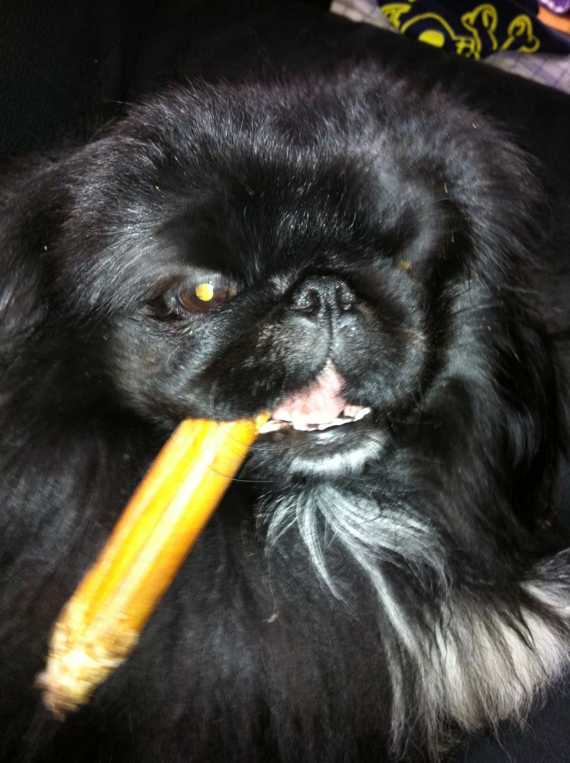 Pekingeser choo-lang-san billede 1