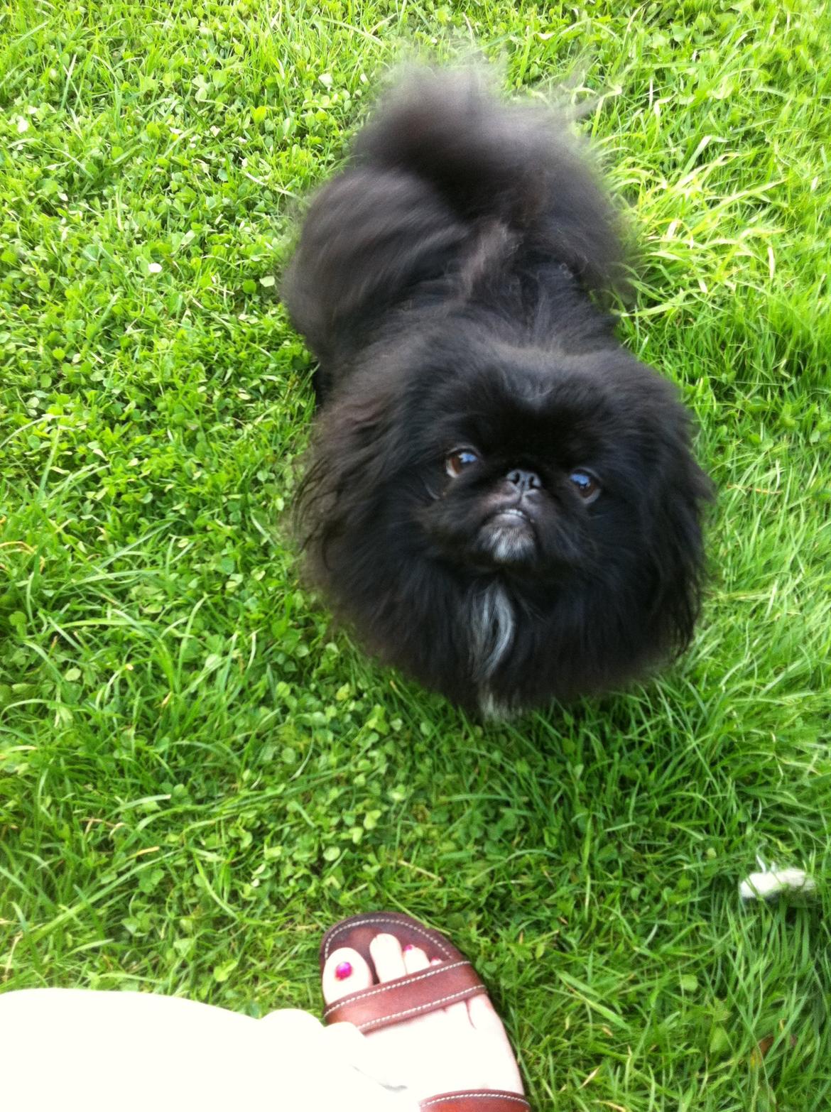 Pekingeser choo-lang-san billede 2