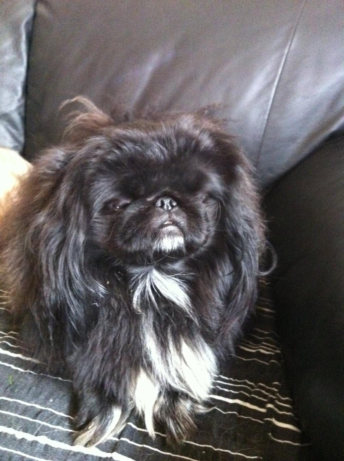 Pekingeser choo-lang-san billede 3