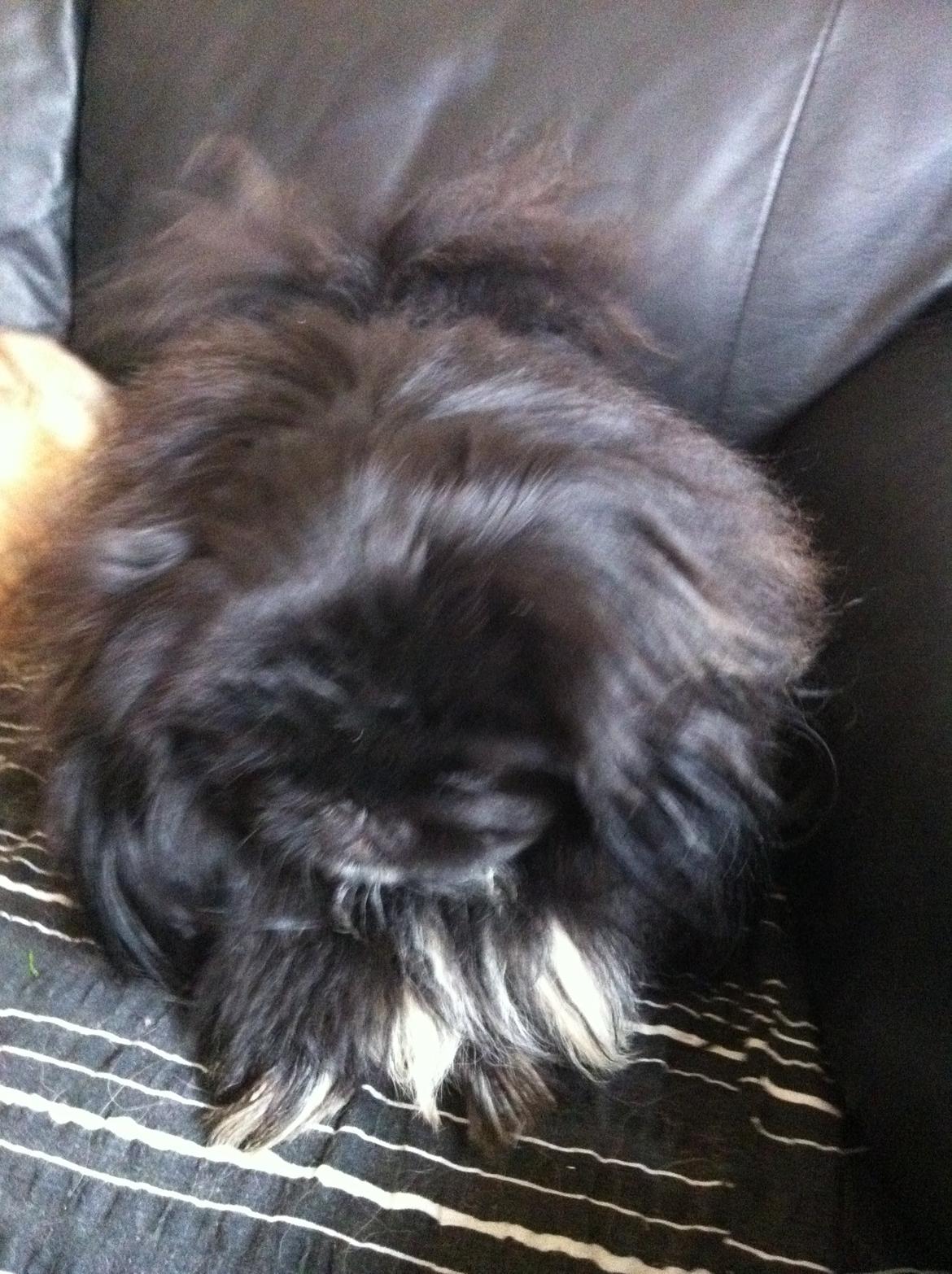 Pekingeser choo-lang-san billede 5