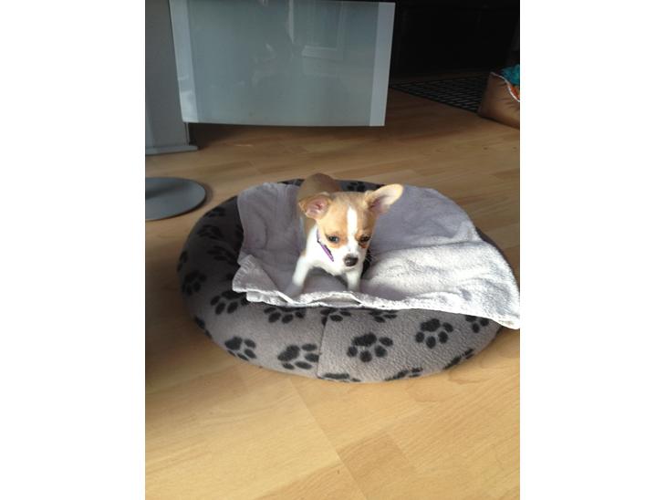 Chihuahua Albert billede 1