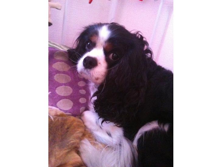Cavalier king charles spaniel Sofie billede 1