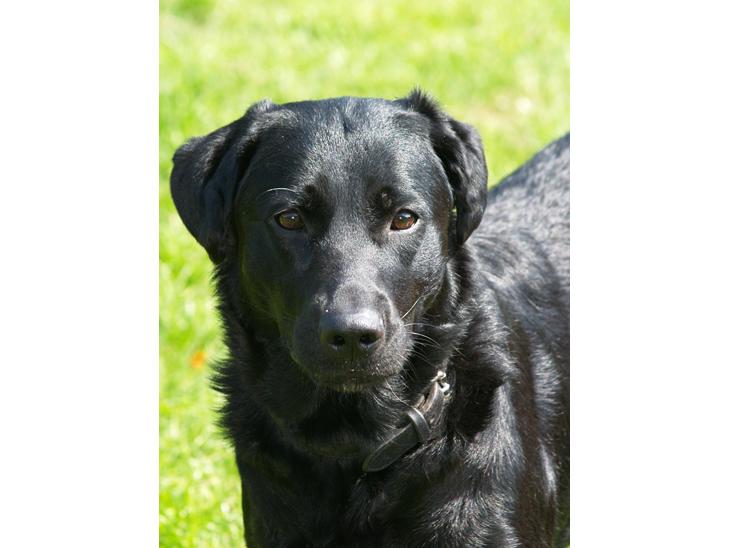 Blanding af racer Dobby <3 - Velkommen til Dobby´s profil :) smid en kommentar og en bedømmelse <3 billede 1