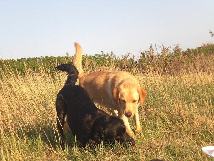 Labrador retriever (Formel 1) Zimba billede 1