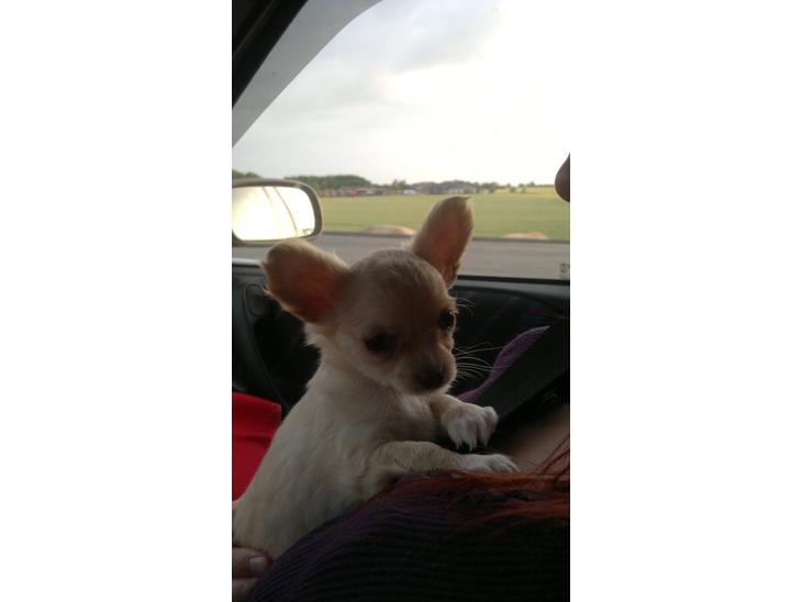 Chihuahua Chi-Royal`s Duchess Damaris billede 1