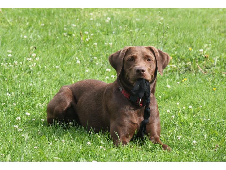 Labrador retriever - Choko :-) - Årh, Choko min lille skat <3 billede 1