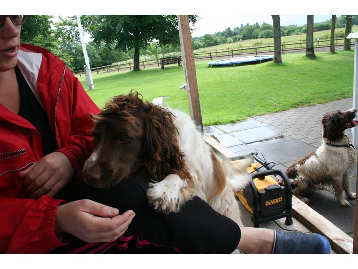 Engelsk springer spaniel Daco billede 1