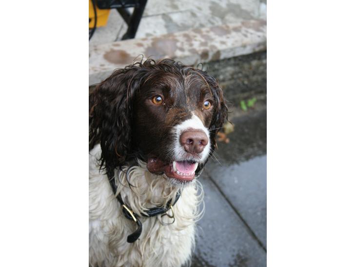 Engelsk springer spaniel Rollo billede 1