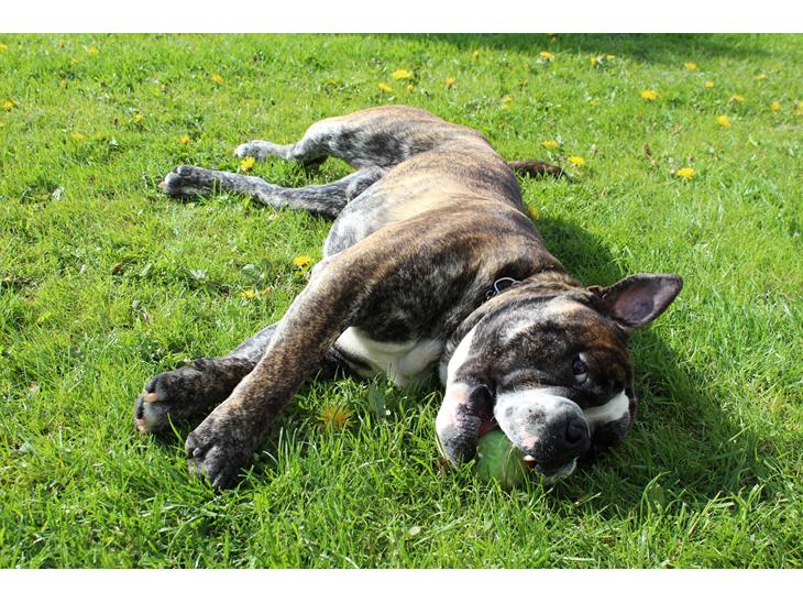 {{currentPhoto.altText}} billede {{currentPhoto.number}}