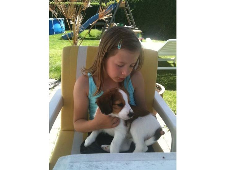 Kooikerhondje Maggie - Maria med Maggie..... Vi har har lige fået hende hjem billede 1