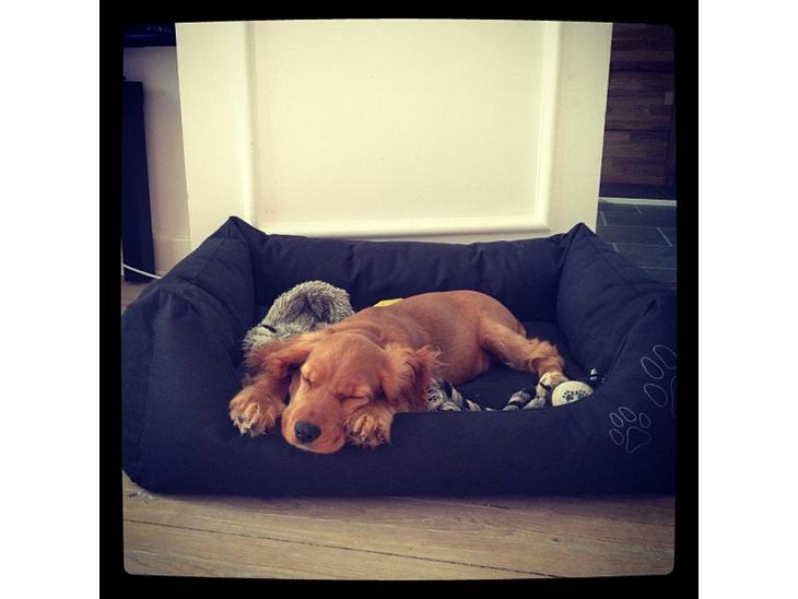 Cocker spaniel Freja billede 1