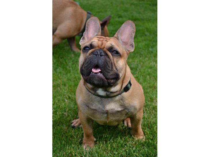 {{currentPhoto.altText}} billede {{currentPhoto.number}}