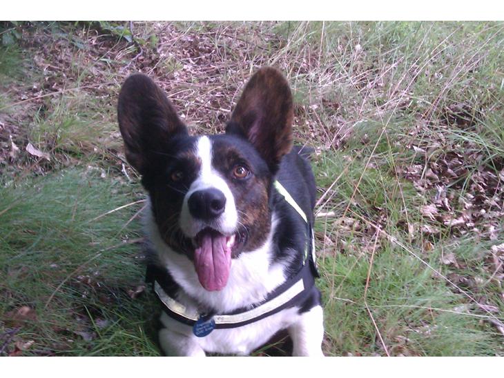 Welsh corgi cardigan Aasteds Fighting Friend (Ludvig) billede 1