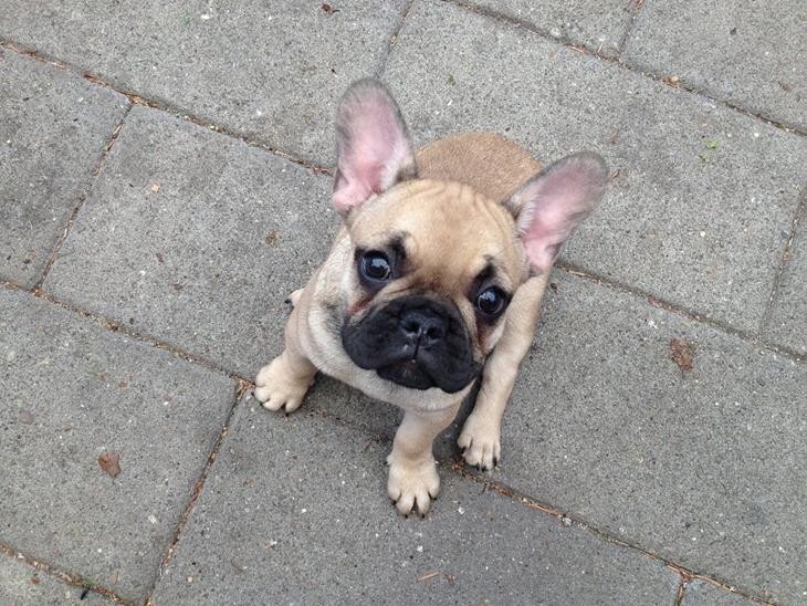 {{currentPhoto.altText}} billede {{currentPhoto.number}}