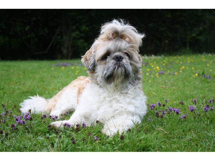 Shih tzu Toffie billede 1
