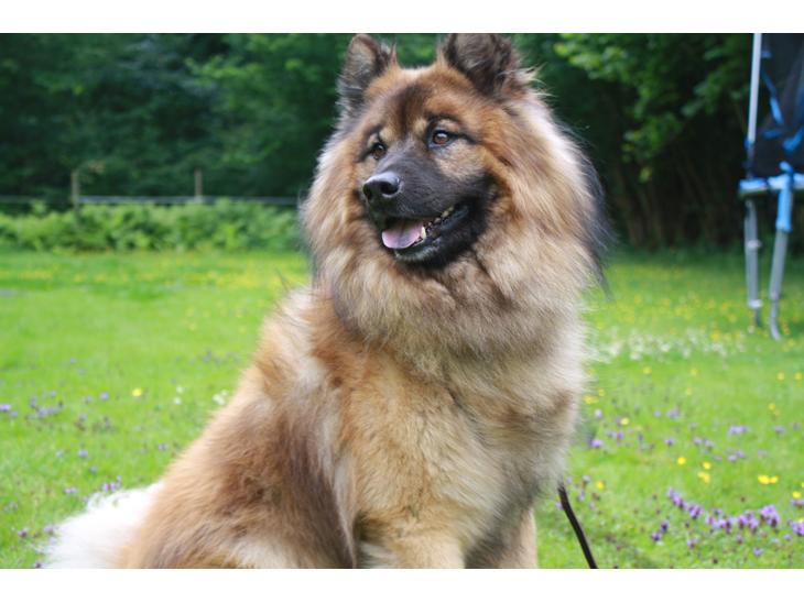 Eurasier Alto billede 1