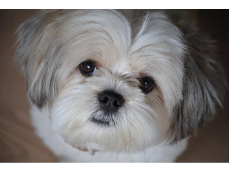 Lhasa apso Fie billede 1